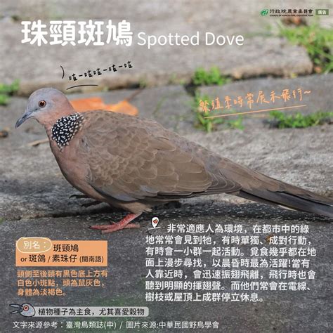 斑鳩死前的徵兆|珠頸斑鳩